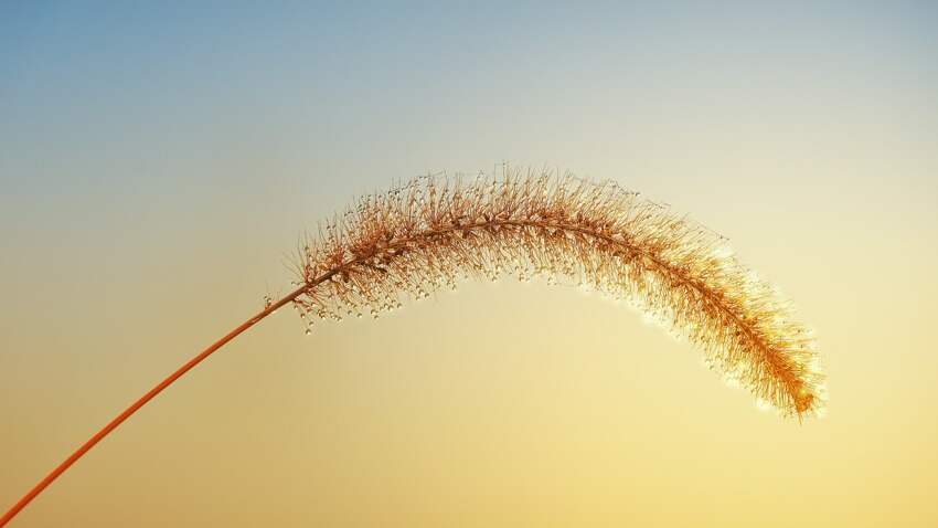 什么是大骨节病(牛四支腿关节肿胀破皮怎么办)