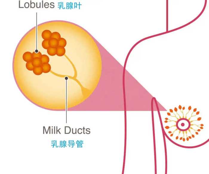 37岁，她切掉了自己的双乳：3分钟自检，学会了能救命