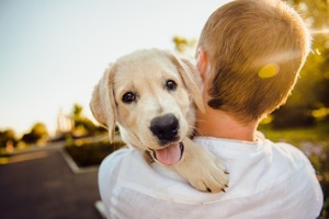 中华田园犬图片